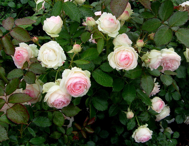 Роза плетистая Пьер де Ронсар (Pierre de Ronsard)