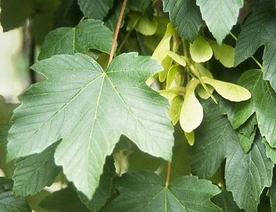Листья и крылатки ложноплатанового клена (Acer pseudoplatanus)