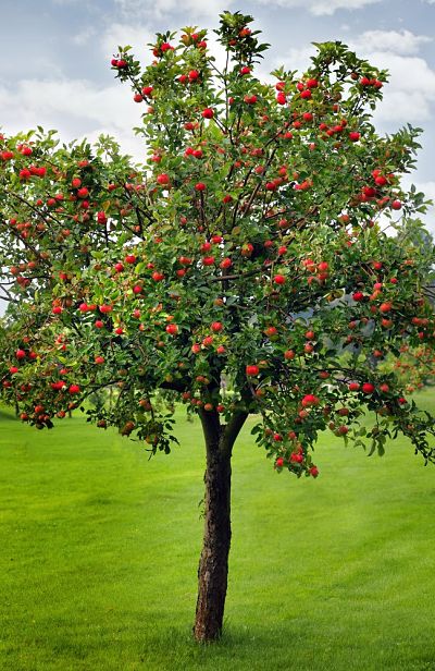 Декоративная яблоня - украшение любого сада и дачного участка