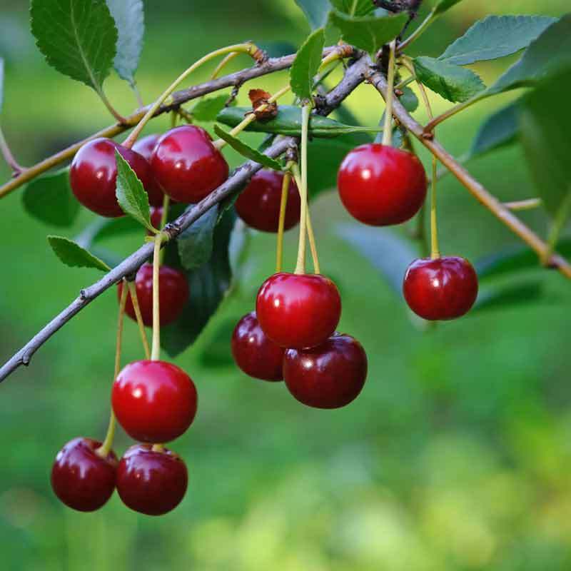 Вишня обыкновенная (Prunus cerasus), плоды