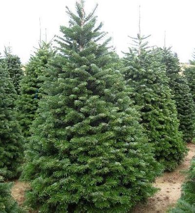 Пихта Нордмана, или пихта кавказская (Abies nordmanniana) – традиционное рождественское дерево