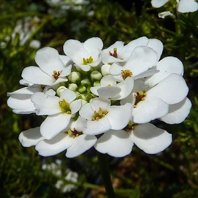 Иберийка (Iberis), вид цветка