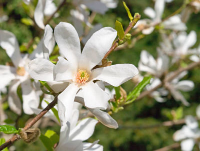 Магнолия Кобус (Magnolia Kobus) во время цветения