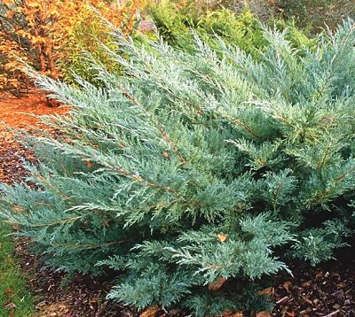 Можжевельник виргинский (Juniperus virginiana) имеет множество декоративных сортов