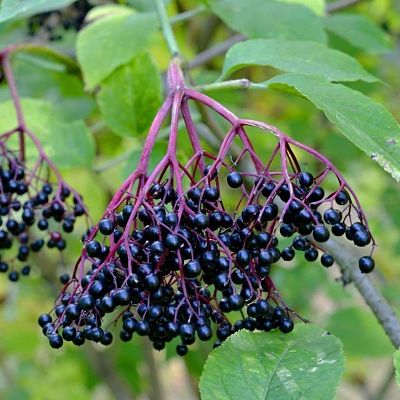 Бузина черная (Sambucus nigra), гроно ягод