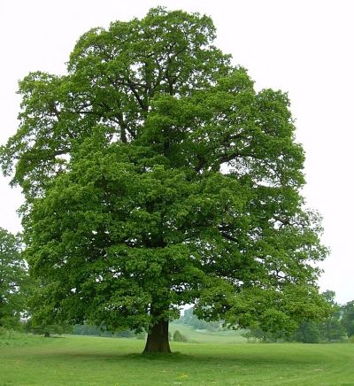 Латинское название дуба – Кверкус (Quercus) – означает «красивое дерево»