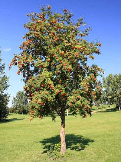 Рябина шведская, или рябина промежуточная (Sorbus scandica)