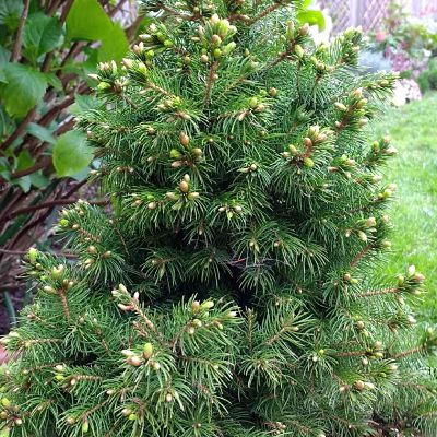 Канадская ель (Picea glauca)
