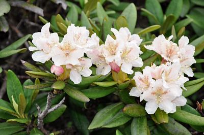 Белые цветы рододендрона кавказского (Rhododendron caucasicum)