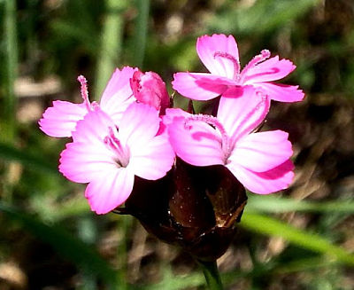 Гвоздика понтедерская (Dianthus pontederae), вид цветков