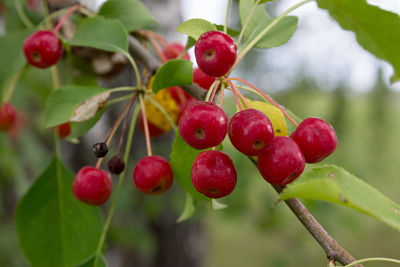 Яблоня ягодная (Malus baccata) дает щедрые урожаи