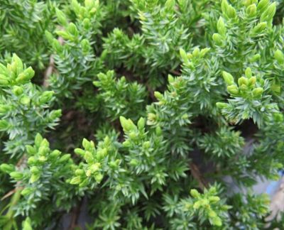 Можжевельник лежачий (Juniperus procumbens) создает ползучие ковры на скалах