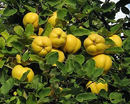 Плоды айвы (Cydonia)
