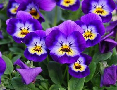 Фиалка (Viola) – цветущее многолетнее растение
