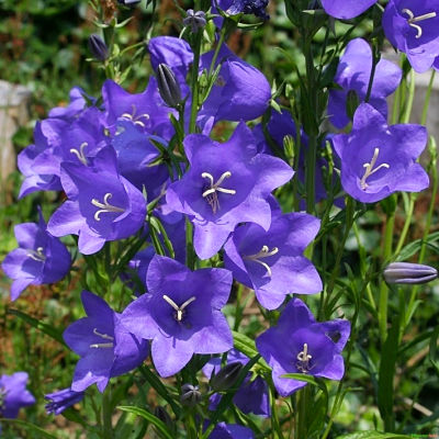 Колокольчик (Campanula), вид цветков