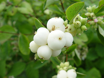 Белые ягоды снежноягодника (Symphoricarpos)