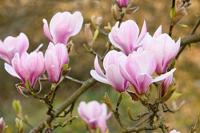 Магнолия голая (Magnolia denudata), цветы