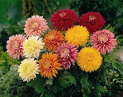 Хризантема (Chrysanthemum) отличается разнообразием цветовой палитры