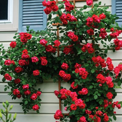 Плетистые розы – это одни из самых красивых растений