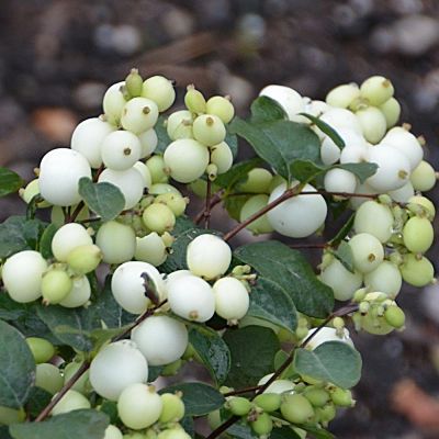 Снежноягодник Доренбоза (Symphoricarpos doorenbosii) украшен белоснежными ягодами