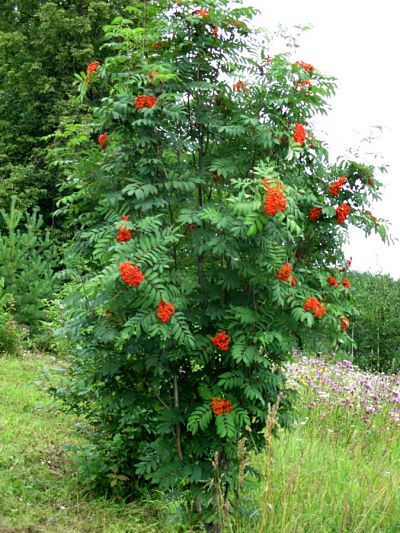 Рябина (Sorbus)