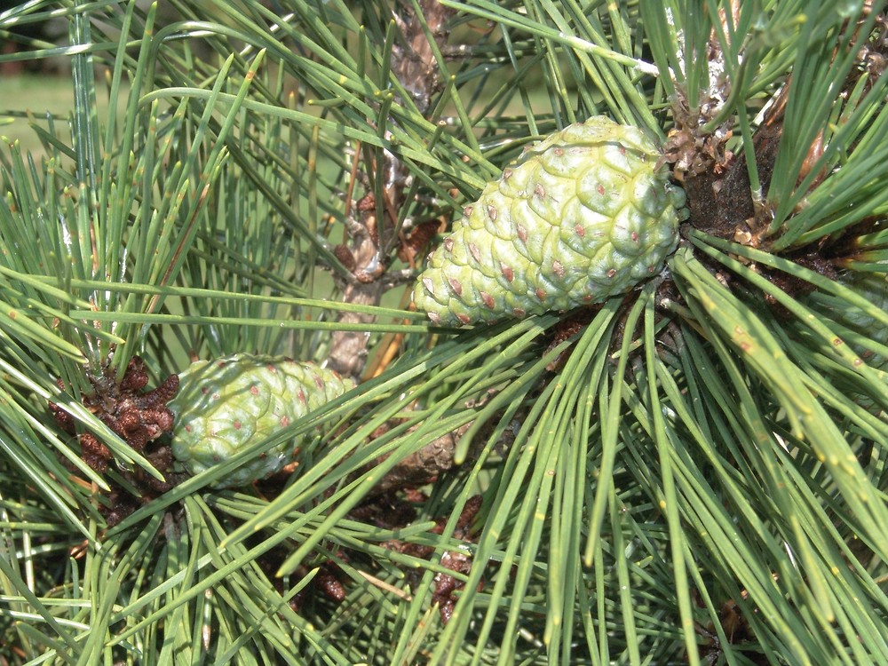Сосна Тунберга (Pinus thunbergii)