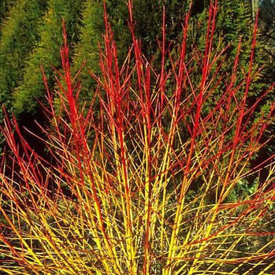 Дерен кроваво-красный (Cornus sanguinea) – декоративный куст с ярко-красными побегами