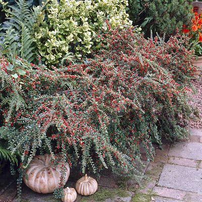Кизильник горизонтальный (Cotoneaster horizontalis) – прекрасное декоративное растение