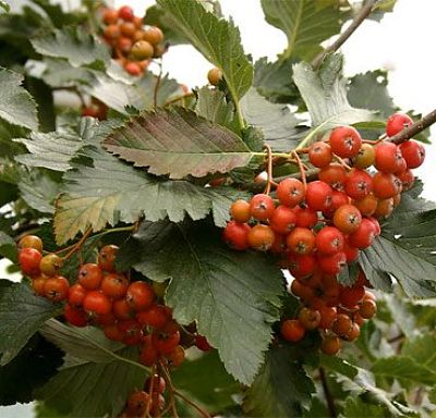 Листья и ягоды рябины шведской (промежуточной)