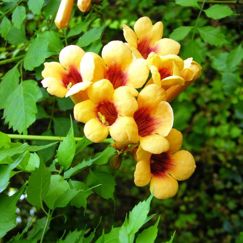 Кампсис (Campsis), вид цветов
