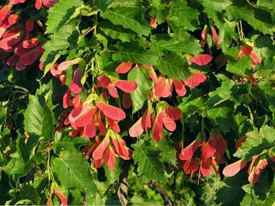 Молодые листья и крылатки клена татарского (Acer tataricum)