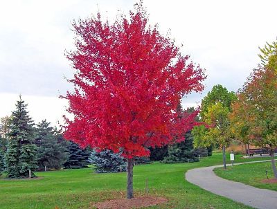 Краснолистный клен (Acer rubrum) особенно красиво выглядит осенью