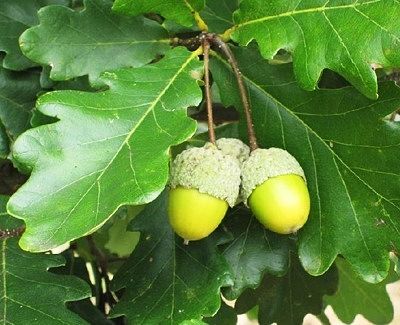 Листья и желуди дуба черешчатого (Quercus robur)