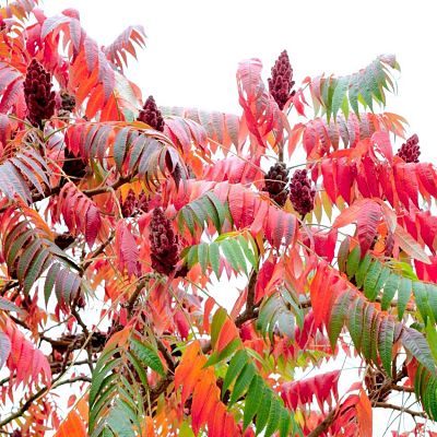 Осенняя окраска листьев уксусного дерева (сумаха)