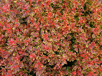 Барбарис (Berberis) отличается разнообразием цветовой гаммы своих листьев