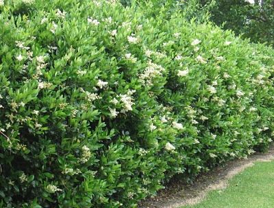 Бирючина (Ligustrum) часто используется в качестве живой изгороди