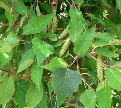 Листья и сережки березы белой китайской (Betula albosinensis)