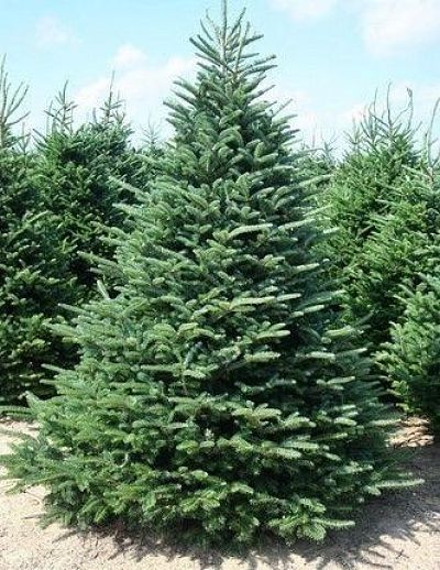 Пихта Фразера (Abies fraseri) – чудесное новогоднее дерево