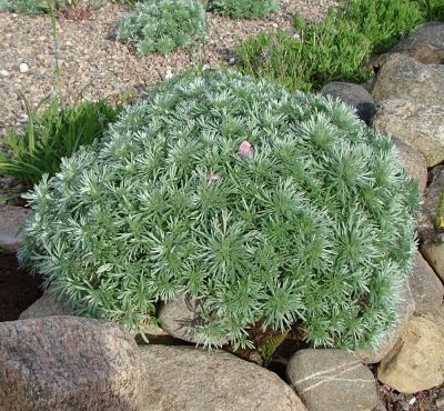 Полынь (Artemisia) в ландшафтном дизайне