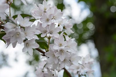 У дейции розовой (Deutzia x rosea) бывают также белые цветы-колокольчики
