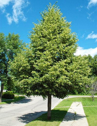 Липа (Tilia) – самое известное медоносное дерево