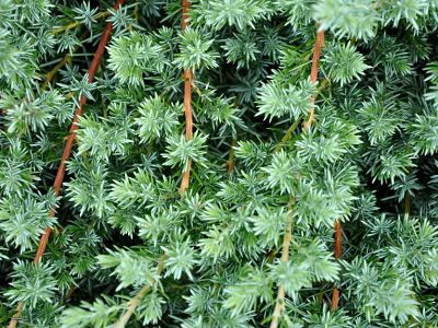 Можжевельник прибрежный (Juniperus conferta) ценится как коллекционное растение