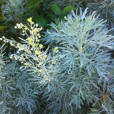 Полынь (Artemisia) во время цветения