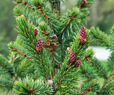 Сербская ель, Picea omorika, хвоя и шишки