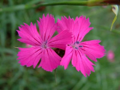 Гвоздика картузианская, вид цветов