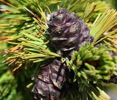 Шишки сосны белокорой (Pinus albicaulis)