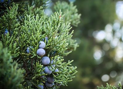 Зрелые плоды можжевельника виргинского – шишкоягоды темно-синего цвета