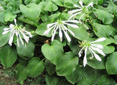 Хоста подорожниковая (Hosta plantaginea), цветы