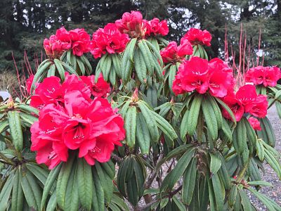 Рододендрон стригилосум (Rhododendron strigillosum)