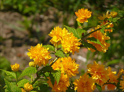 Цветы керрии (Kerria)